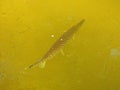 Florida gar (Lepisosteus platyrhincus) - swimming in a lake Royalty Free Stock Photo