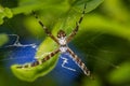 Florida garden spider Argiope florida in web, macro - Pembroke Pines, Florida, USA Royalty Free Stock Photo