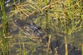 Florida Gator hanging with the fishes Royalty Free Stock Photo