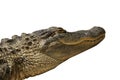 Florida Gator Isolated Royalty Free Stock Photo