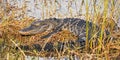 Florida Gator taking sleeping on the grass Royalty Free Stock Photo