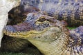 Young gator resting Royalty Free Stock Photo