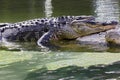 Large gator taking a nap Royalty Free Stock Photo