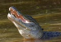 Gator swallowing its meal Royalty Free Stock Photo