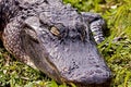 Gator napping in the grass Royalty Free Stock Photo
