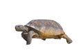Florida gopher tortoise - Gopherus polyphemus - walking on isolated white background Royalty Free Stock Photo