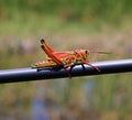 Florida Grasshopper Royalty Free Stock Photo