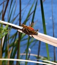 Florida Grasshopper Royalty Free Stock Photo
