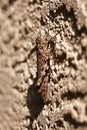 Florida Grasshopper on Stucco Wall