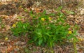 Florida Greeneyes - Berlandiera subacaulis - growing in a secluded wooded area Royalty Free Stock Photo