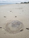 Florida gulf coast beach rain stormy jellyfish macro