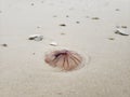 Florida gulf coast beach rain stormy jellyfish macro