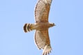 Florida Hawk