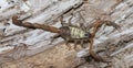 Florida hentz scorpion (Centruroides hentzi) with yellow pine tree pollen on it, stinger up, pinchers ready, non deadly Royalty Free Stock Photo