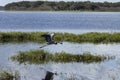 Florida Heron with Fish in Beak