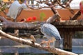 Florida Heron sitting on a branch.