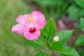 Florida Hibiscus rosa sinensis flower Royalty Free Stock Photo