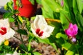Florida Hibiscus rosa sinensis flower Royalty Free Stock Photo