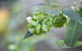 Florida Hopbush Seed Pods