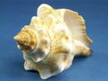 Florida horse conch seashell