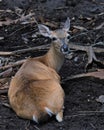 Florida Key deer laying on ground
