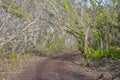 Florida Keys Mangroves Trail Royalty Free Stock Photo