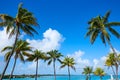 Florida Keys Palm trees in sunny day Florida US Royalty Free Stock Photo