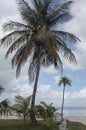 Florida Keys Palms and Dock 2