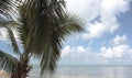 Florida Keys Palms 3