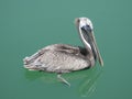 FLORIDA KEYS PELICAN Royalty Free Stock Photo