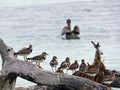 Florida keys. State Park of Bahia honda, birds perched on a log, Royalty Free Stock Photo