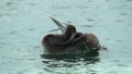 Florida keys. State Park of Bahia honda,a pelican floating washes its plumage by immersing head and wings and slamming them