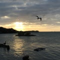 Florida keys sunset birds water perfect Royalty Free Stock Photo