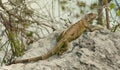 Florida Keys Wildlife Series 1 Royalty Free Stock Photo