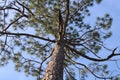 Looking Up At A Pine Tree Standing Still In The Forest of Florida With A Bright Blue Sky. Royalty Free Stock Photo