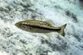 Florida Largemouth Bass Profile - Ichetucknee Springs