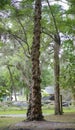 Florida Laurel oak Quercus laurifolia with burls