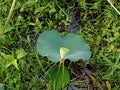 Florida lily pad flower Royalty Free Stock Photo