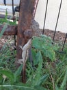 Florida lizard getting a suntan