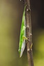 Green Anole hanging upside down