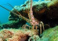 Florida Lobster Royalty Free Stock Photo