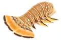 Florida lobster angle Royalty Free Stock Photo