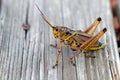 Florida Lubber Grasshopper Royalty Free Stock Photo