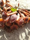 Florida macro mushrooms nature sidewalk