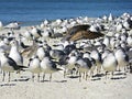 Florida, Madeira beach, colonies of sea birds gathered on the beach