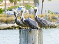 Florida, Madeira beach, three pelicans are perched on the trunk of a tree Royalty Free Stock Photo