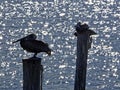 Florida, Madeira beach, three pelicans are perched on the trunk of a tree