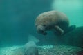 Florida manatee also called the West Indian manatee or sea cow Royalty Free Stock Photo