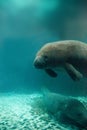 Florida manatee also called the West Indian manatee or sea cow Royalty Free Stock Photo