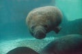 Florida manatee also called the West Indian manatee or sea cow Royalty Free Stock Photo